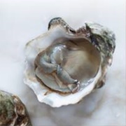 Kusshi Oysters