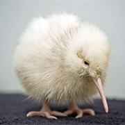 Kiwi