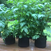 Grow Potatoes