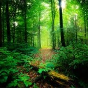 Silent Valley National Park