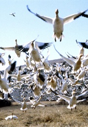 Winged Migration (2001)