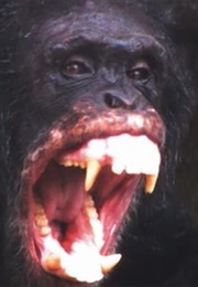 Normal Porn for Normal People (-)