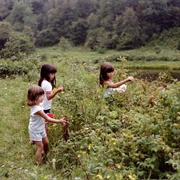 Picking Wild Berries