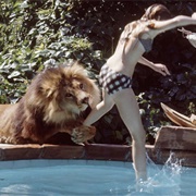 Big Cats (Most Dangerous Pets by Death Toll)