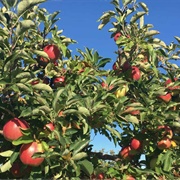 Wasem Fruit Farm (Milan, Michigan)