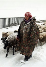 Winter Nomads (2012)