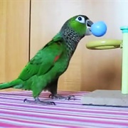 Bird Videos