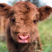 Bull Calf