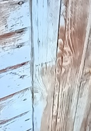 Toilet of Satan (Sergey A.) (2019)