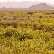 Sahara Desert, Morocco, in Spring