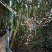 Blue Mountains Canopy