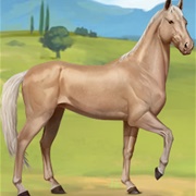 Palomino