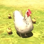 Chicken Walk