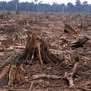 Deforestation