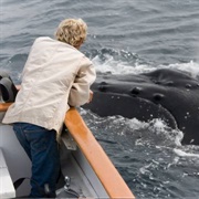 Whale-Watching