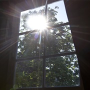 Anne Frank's Tree, Amsterdam, Netherlands