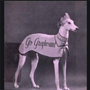 Lady Greyhound