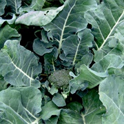Ugly Broccoli Leaves