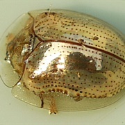 Golden Tortoise Beetle