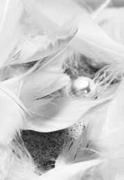 The Doctor's Nest (Anna-Karen Sorenson)