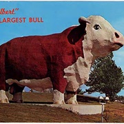 Albert the Bull