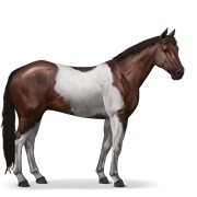 Dark Bay Tobiano