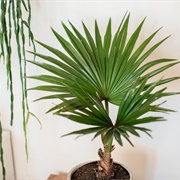 Chinese Fan Palm