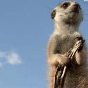 Kalahari Meerkats