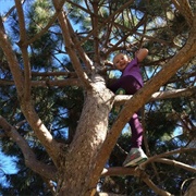 Climbing Trees