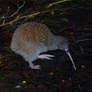 Kiwi-Spotting on Stewart Island, New Zealand
