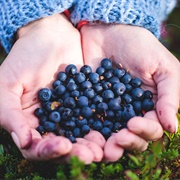 Blueberry Picking