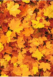 Working From Nature (Colour Crafts)