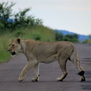 Krüger National Park