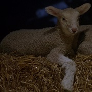 Lamb
