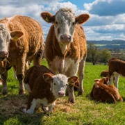 Tending to Livestock