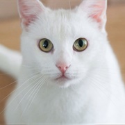 White Cat