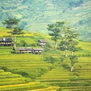 Sapa