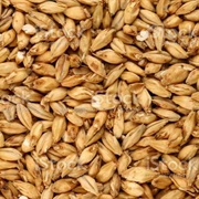 Malted Barley