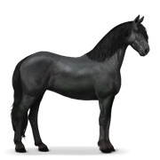 Friesian