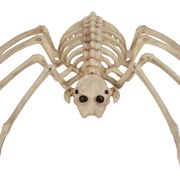 Spider Skeleton