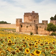Sunflower Fields, Carmona, Spain