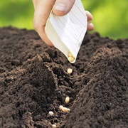 Planting Vegetable Garden