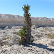 Ice Age Fossils State Park, Nevada