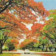 Flame Trees Harare