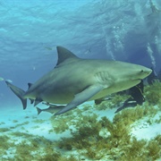 Bull Shark (Most Dangerous by Attack Prevalence)