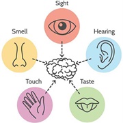 Your Five Senses