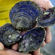 Fal Oysters
