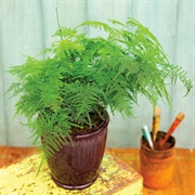 Asparagus Fern