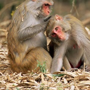 Morgan Monkey Island