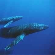 Blue Whale